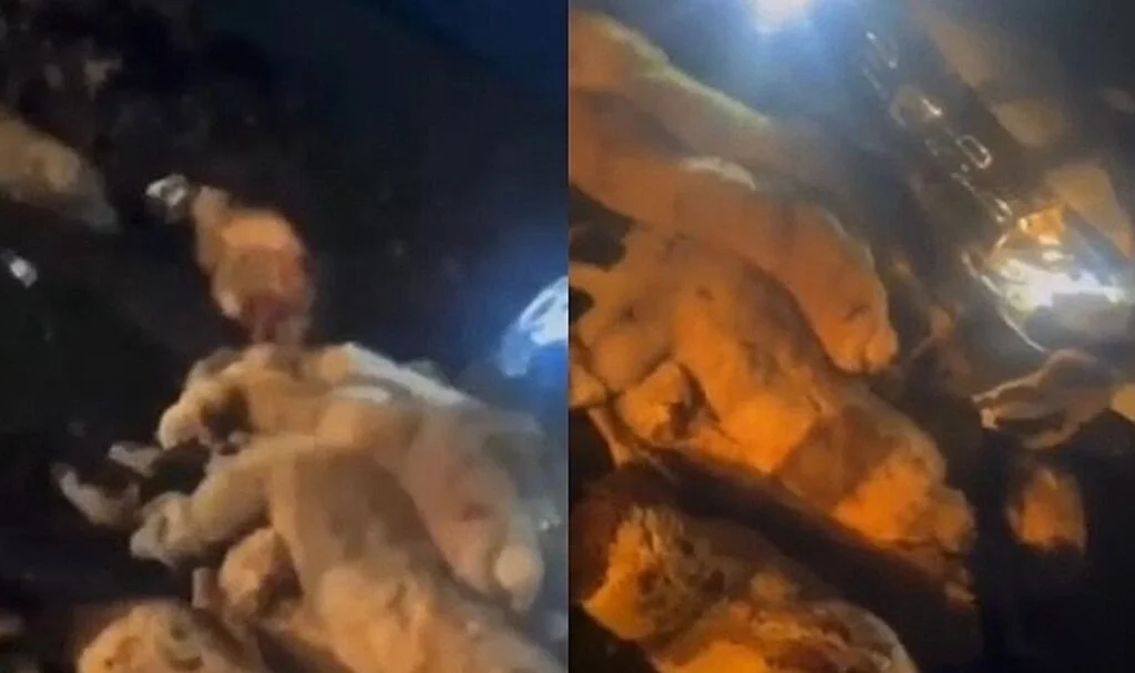 Şanlıurfa’da otomobil koyun sürüsüne daldı: 20 koyun telef oldu