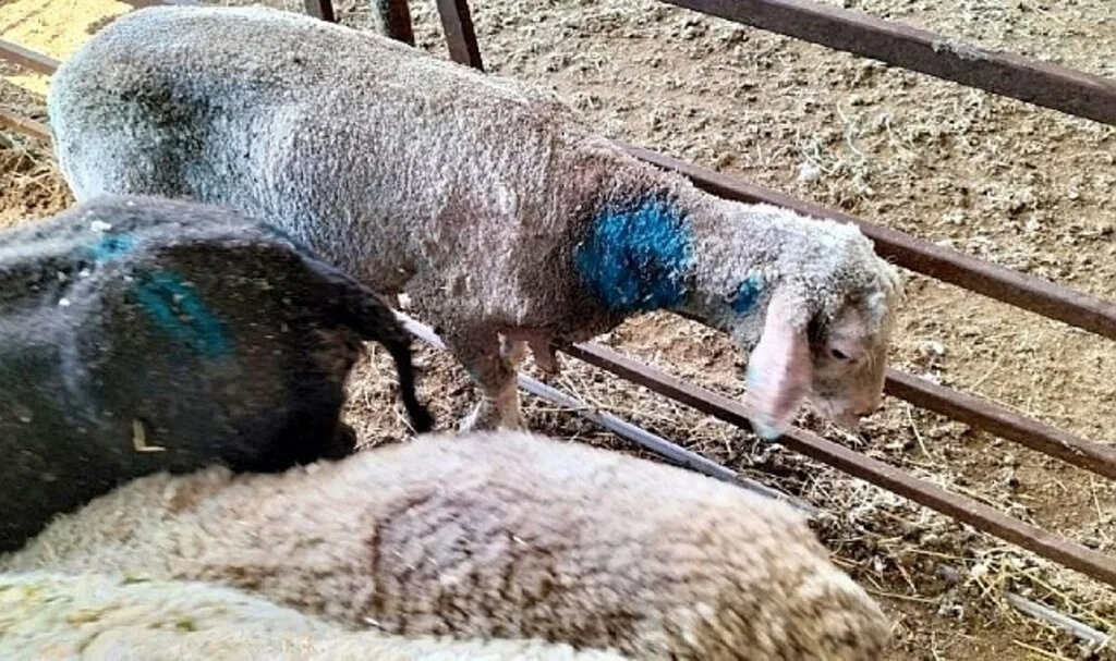 Sokak köpekleri, çiftlikteki 11 koyunu telef etti