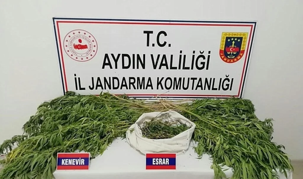 Tarlada uyuşturucu yetiştiren şahıs gözaltına alındı