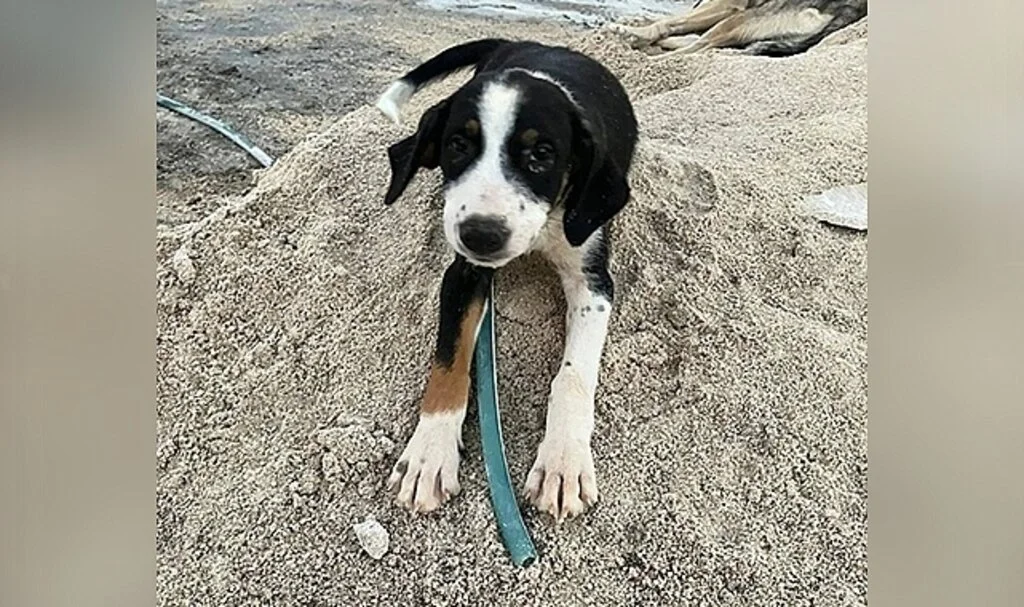  Tavuklarına zarar veren yavru köpeği tüfekle öldürdü
