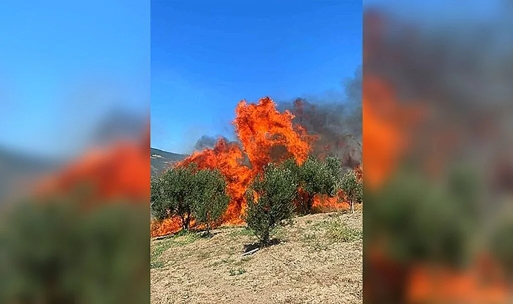 Tekirdağ’da zeytinlik alev alev yandı
