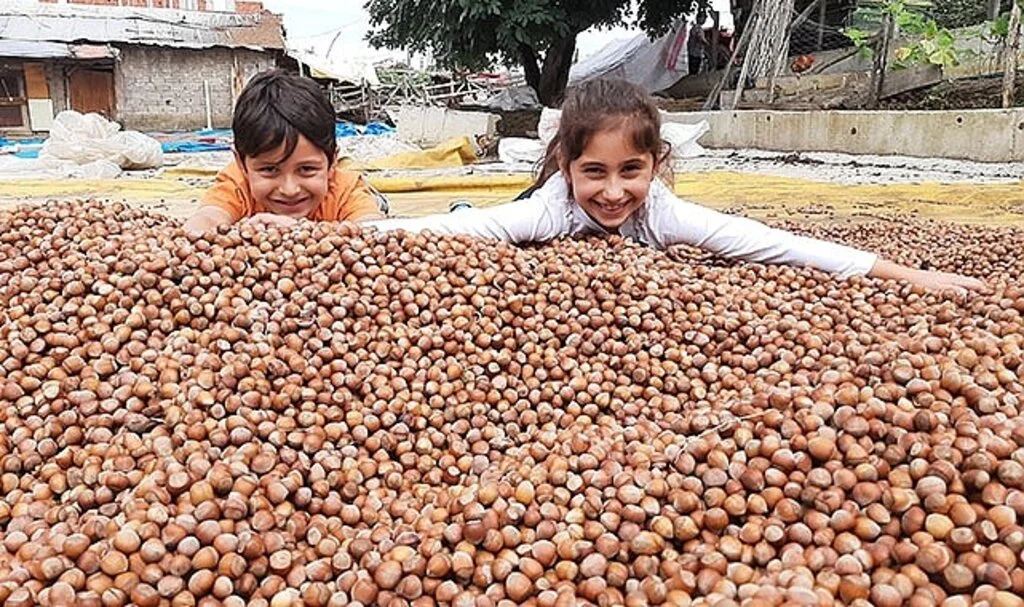 Tekkeköy’de fındık patozda