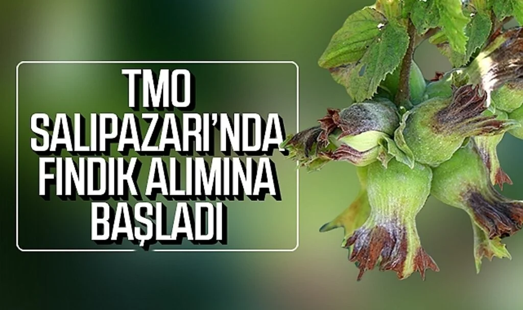 TMO Salıpazarı'nda fındık alımına başladı