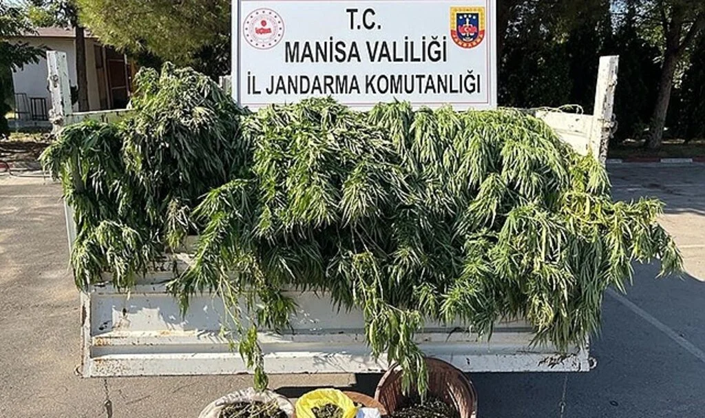 Turgutlu’da meyve ağaçlarının arasında kenevir yakalandı