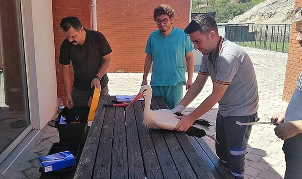 Yaralı leylekler tedavi edildi