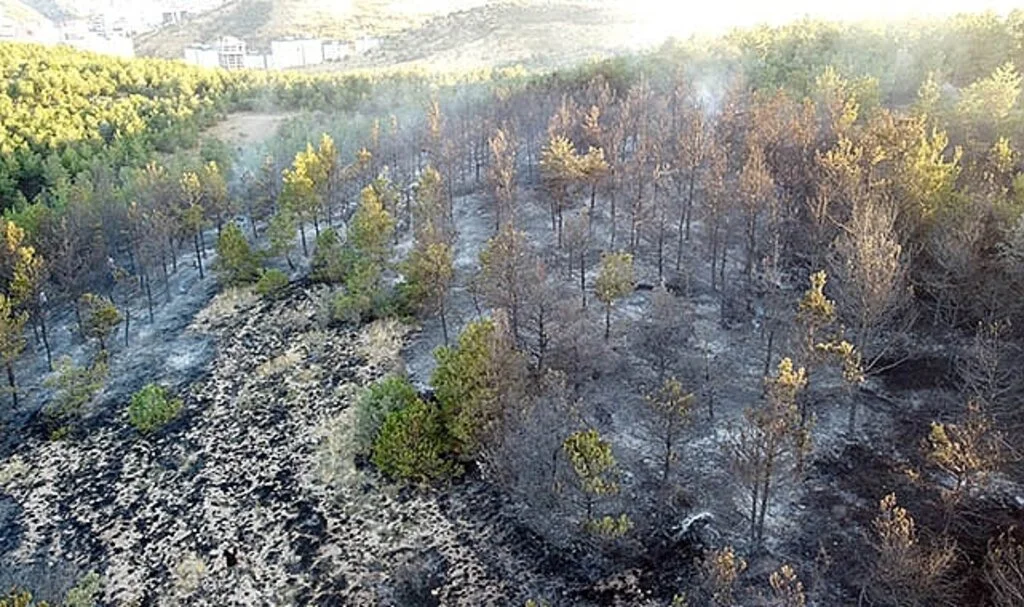 Yozgat’ta 15 dekarlık orman küle döndü