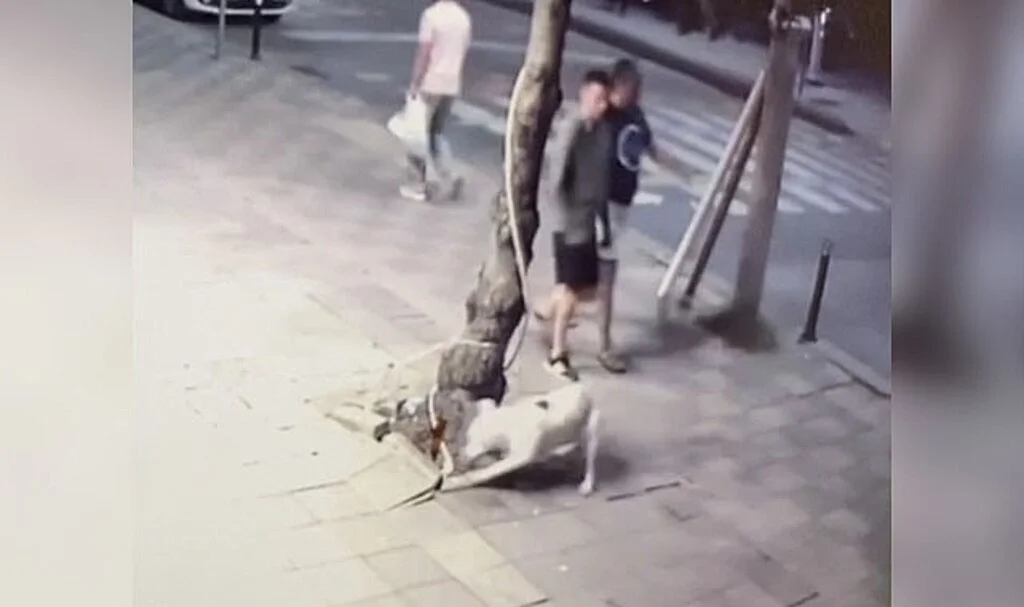 Zeytinburnu’nda pitbull dehşeti kamerada