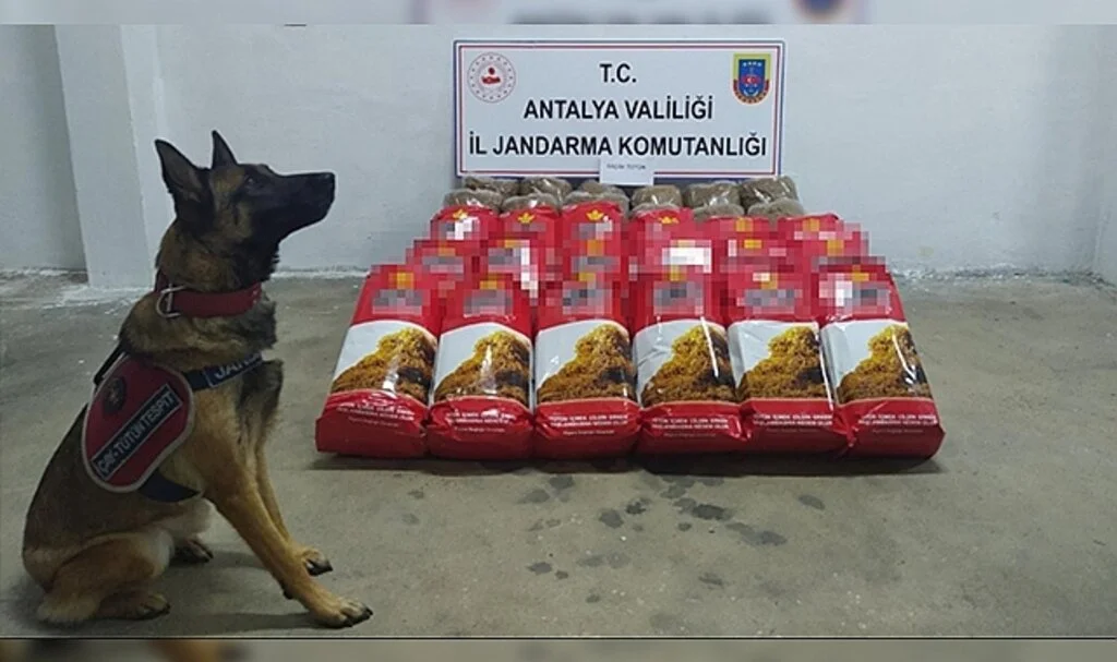 Alanya'da,yolcu otobüsünde 150 kilogram kaçak tütün ele geçirildi
