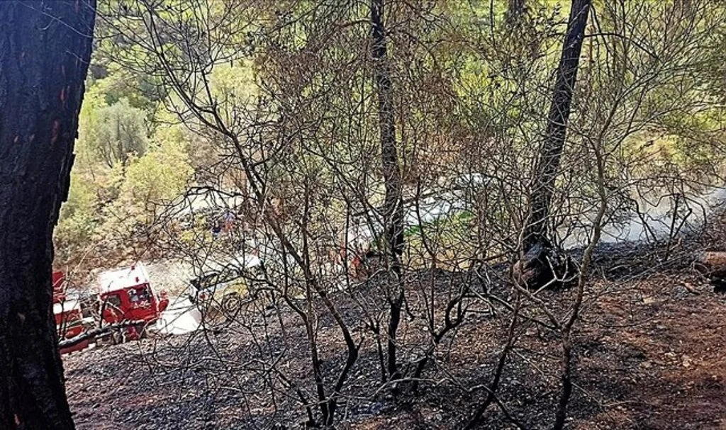 Antalya'da geçen yılki orman yangını endemik bitki türlerine de zarar verdi