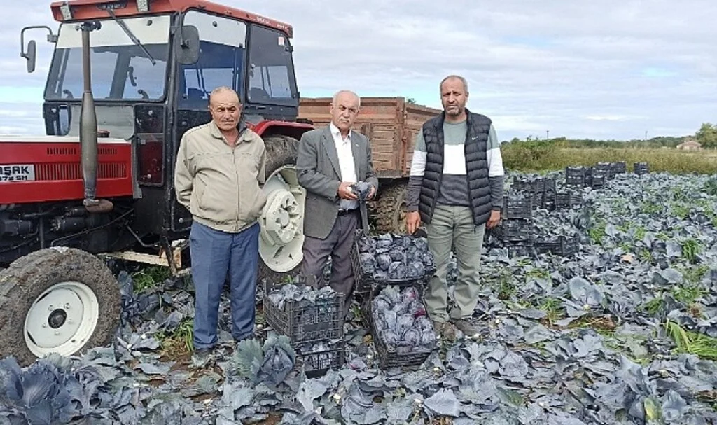 Bafra Ovası'nda yüzler gülüyor 