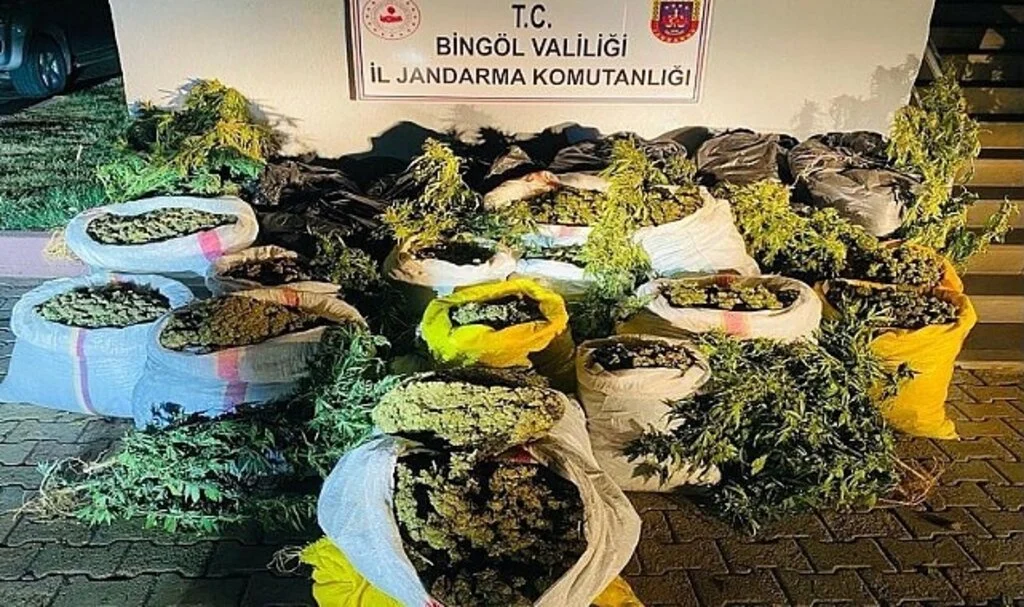 Bingöl’de terör finans kaynağına ağır darbe: 6 milyon kök kenevir ele geçirildi
