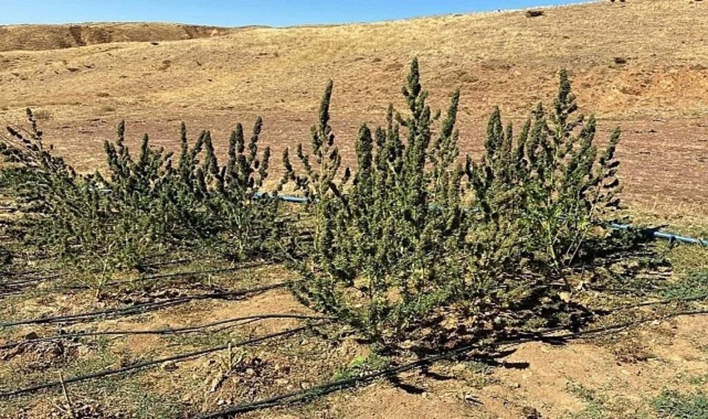 Bingöl’de terörün finans kaynağına darbe: 3 milyon kök kenevir ele geçirildi