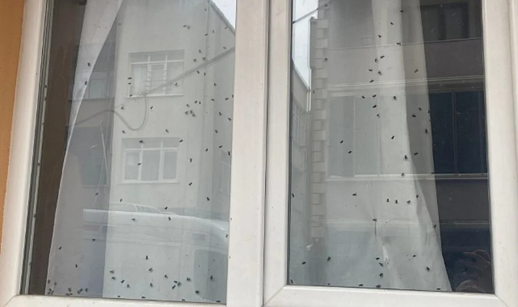 Büyükçekmece’de polisi harekete geçiren ‘sinekli ev’