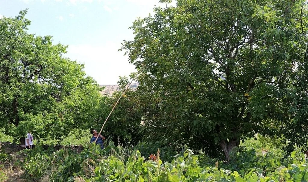 Ceviz hasadının başlamasıyla birlikte ağaçtan düşme vakaları arttı