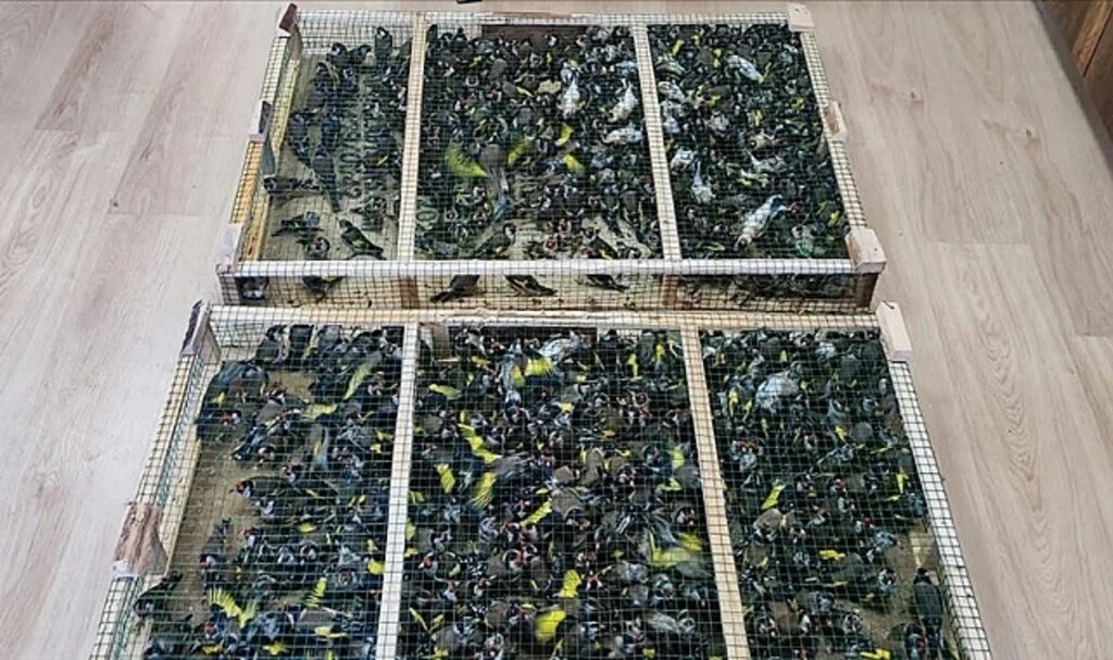 Çobanbey Gümrük Kapısı'nda 900 saka kuşu ele geçirildi