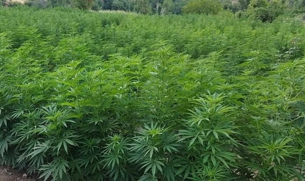 Diyarbakır'da 232 bin kök kenevir ele geçirildi