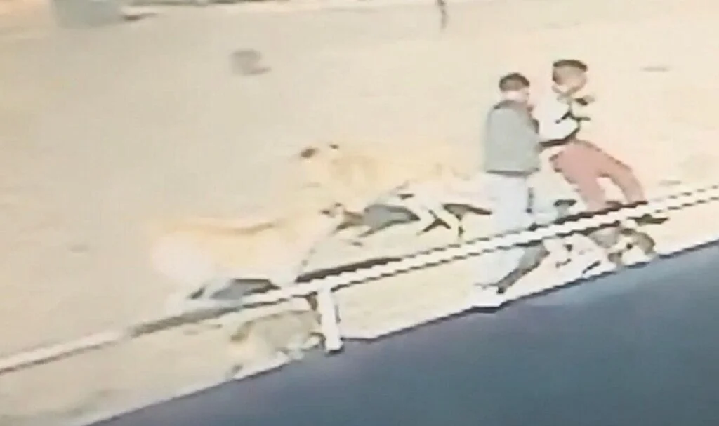 Edirne’de sahipsiz köpeklerin çocuğa saldırma anı kamerada