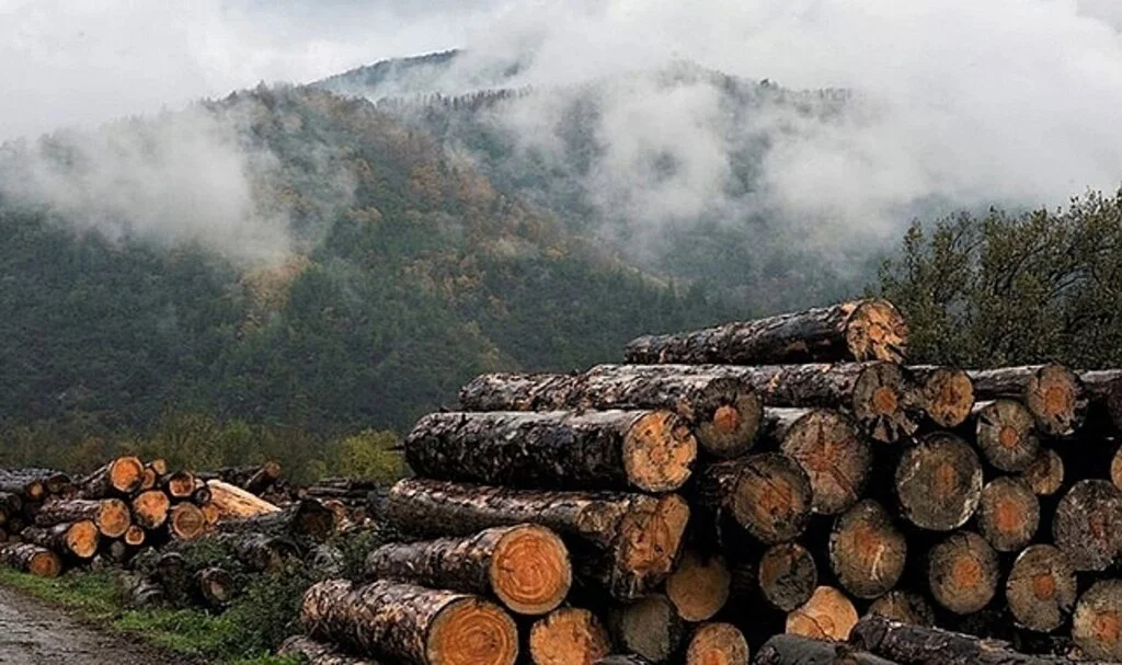 Enerji krizi Almanya'da odun hırsızlığını artırdı