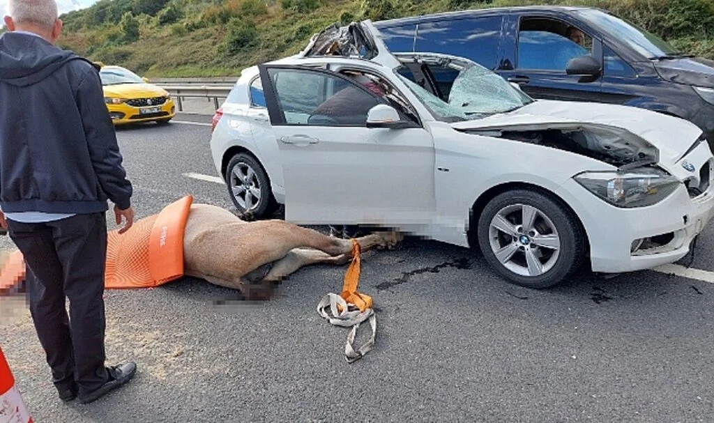 Eyüpsultan’da lüks araç yola çıkan ata çarptı: 1 yaralı