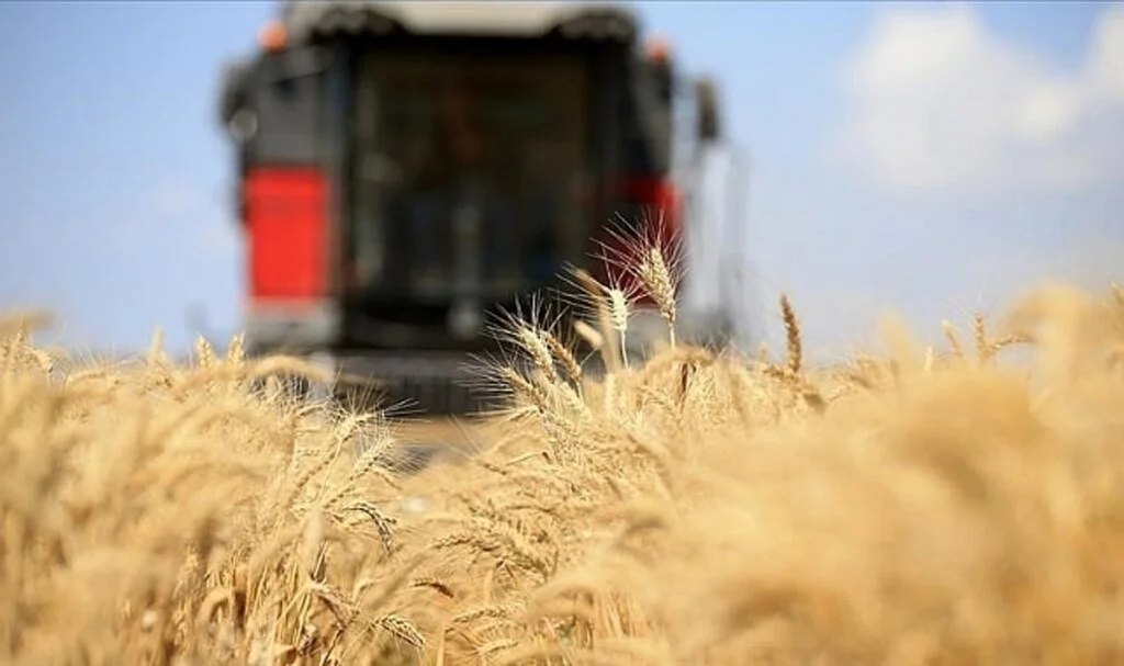 FAO: Küresel gıda fiyatları düşüşünü 6. aya taşıdı
