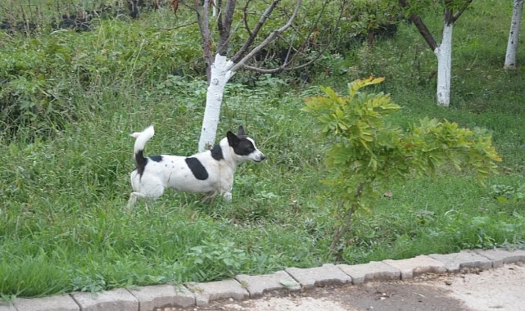 Haber yaparken köpeğin saldırısına uğradı