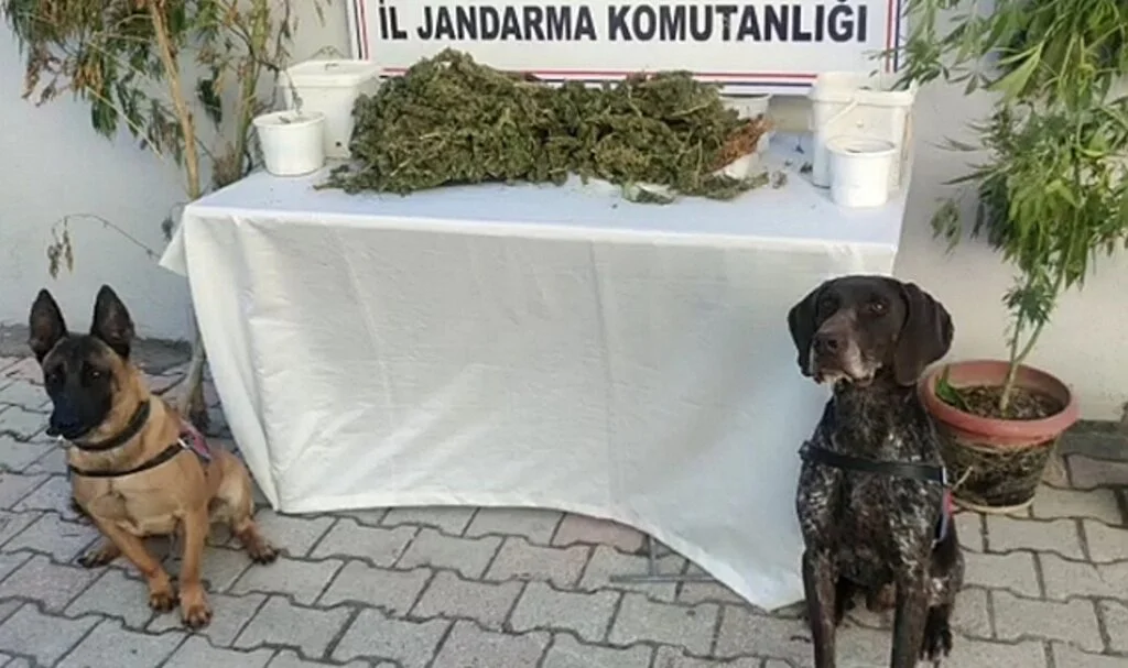 Hatay'da 2 kilo 450 gram esrar ele geçirildi