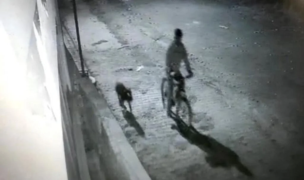 Iğdır’da pitbull cinsi köpek ile hırsızlık