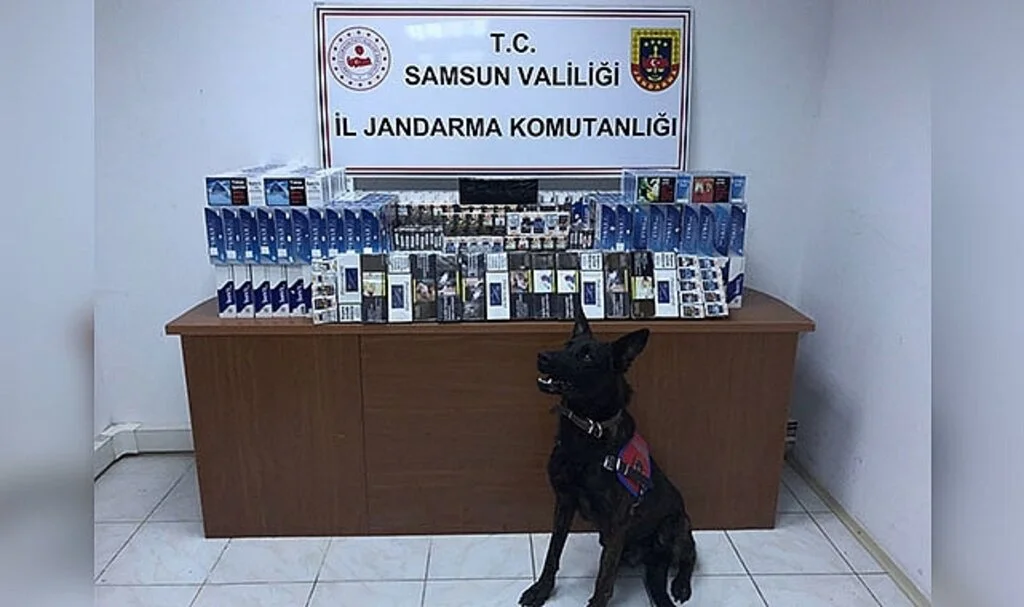 Samsun'da Jandarmadan uyuşturucu ve kaçakçılık operasyonları: 65 gözaltı