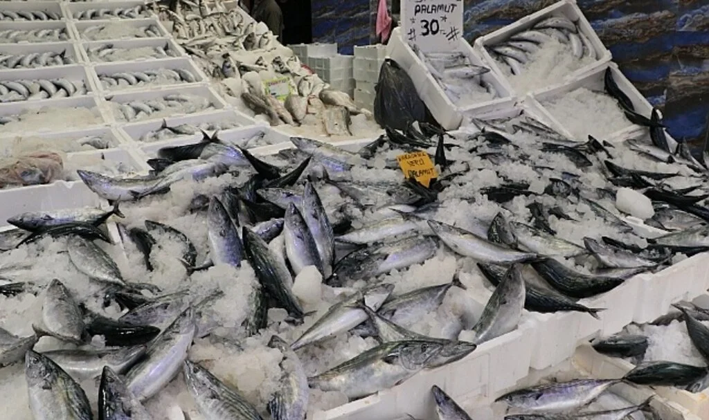 Karadeniz'de bu yıl palamut bolluğu hamsi varlığını olumsuz etkileyebilir