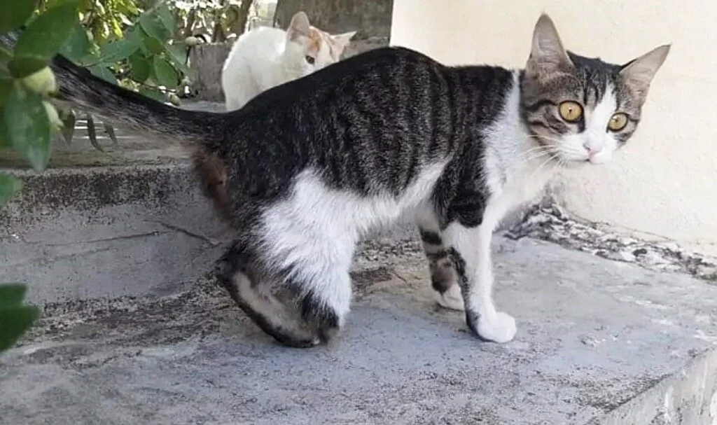 Kedi vahşetine soruşturma