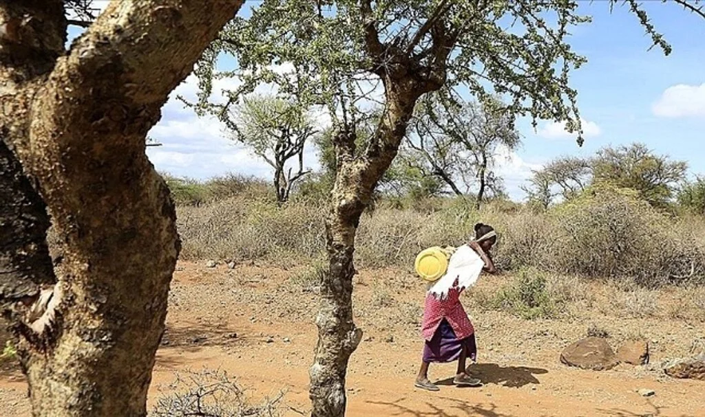 Kenya, kuraklık gerekçesiyle GDO'lu gıdaya izin verdi