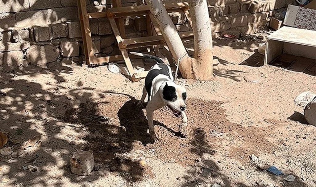 Konya’da pitbull besleyen 3 kişiye toplam 44 bin 946 lira ceza
