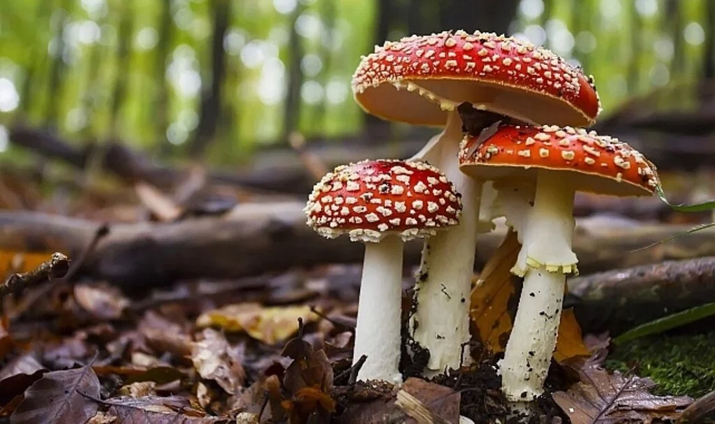 Mantar zehirlenmelerine karşı uzmanlar yine uyardı