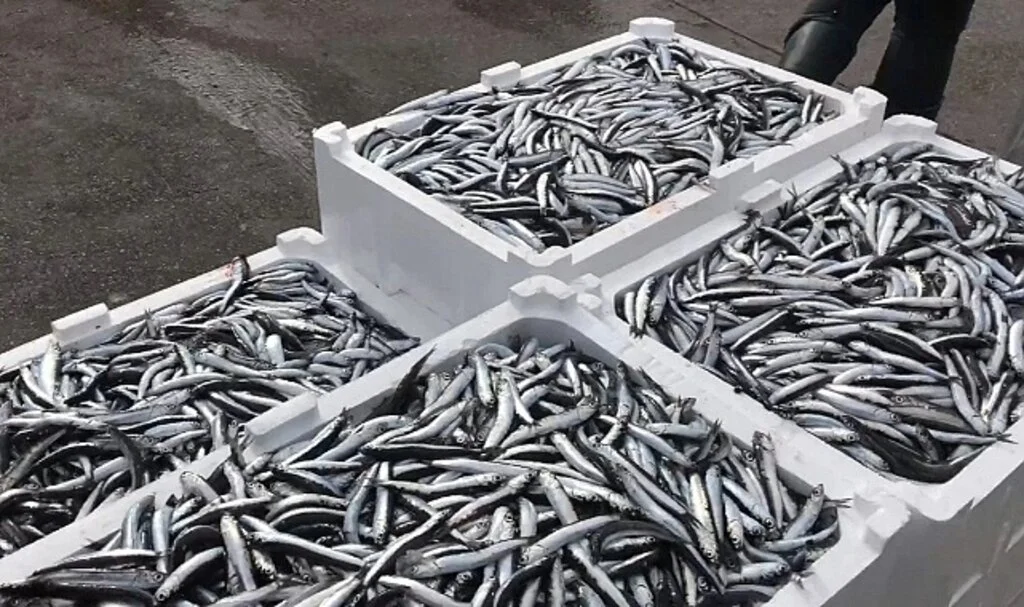 Marmara'da hamsi dönemi başladı! Kasa kasa getirdiler, işte fiyatı...
