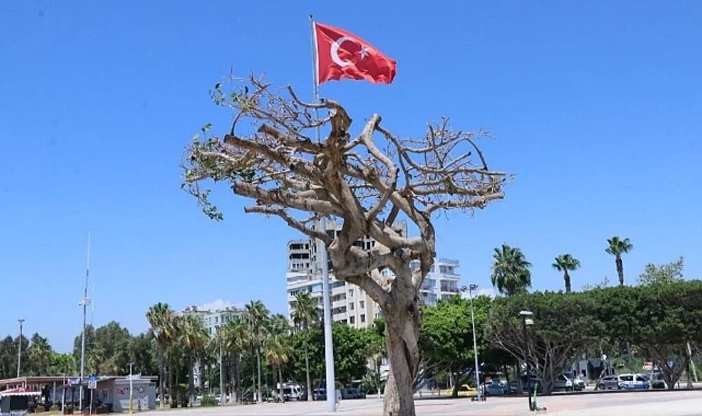 Matkapla delinip, zehir enjekte edilen simge ağaca zarar verilmesine ilişki 3 sanığa dava açıldı