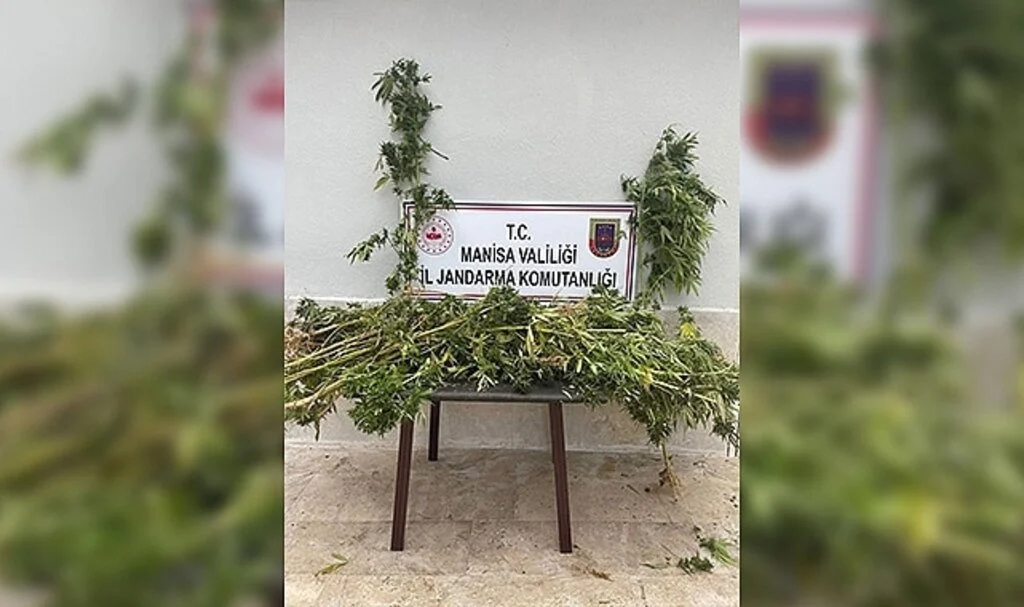 Ormanlık alanda kenevir ele geçirildi