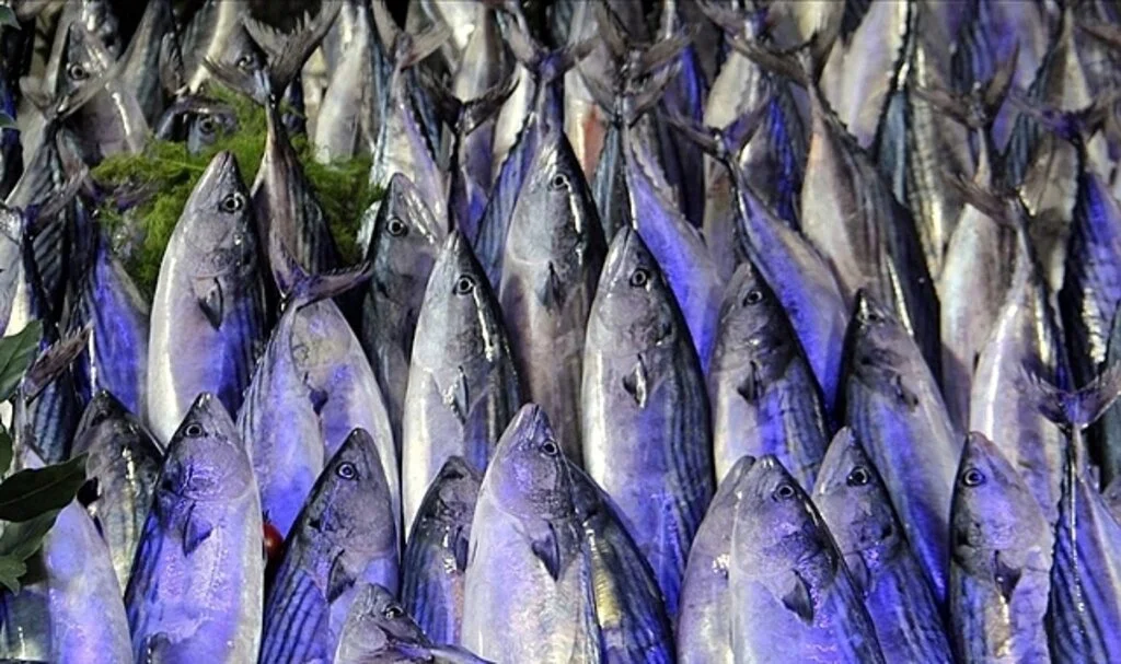 Palamutta 10 kata varan bolluk yaşanıyor, hamsi ve lüferde de bereket bekleniyor