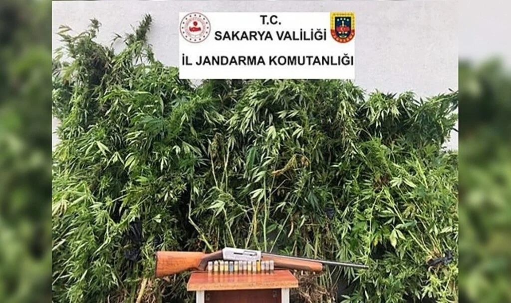 Sakarya’da 120 kök kenevir bitkisi, 3 kilo 810 gram esrar yakalandı