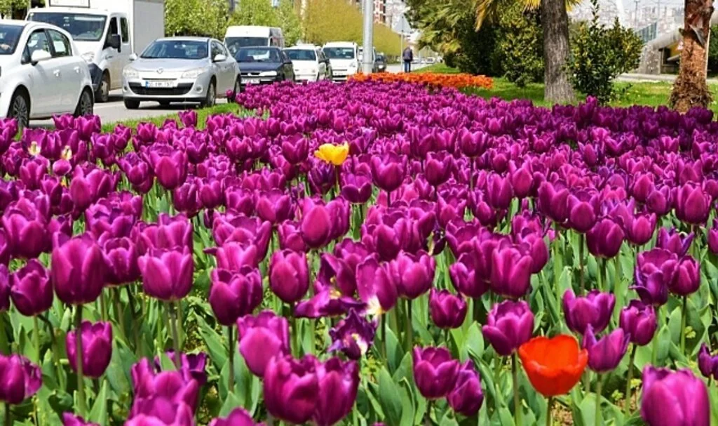 Samsun 405 bin çiçekle süslenecek