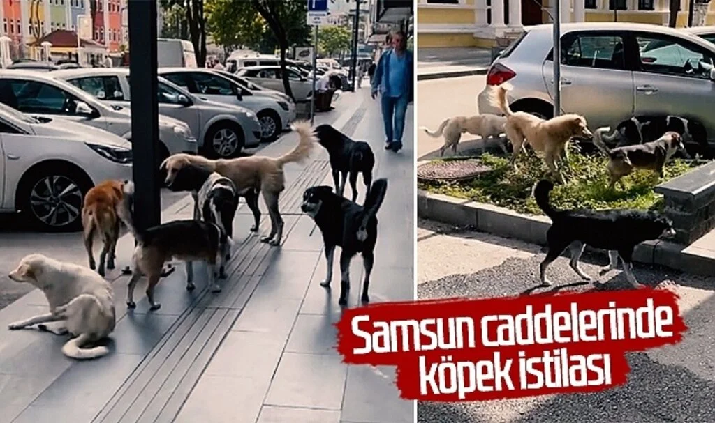 Samsun caddelerinde köpek istilası