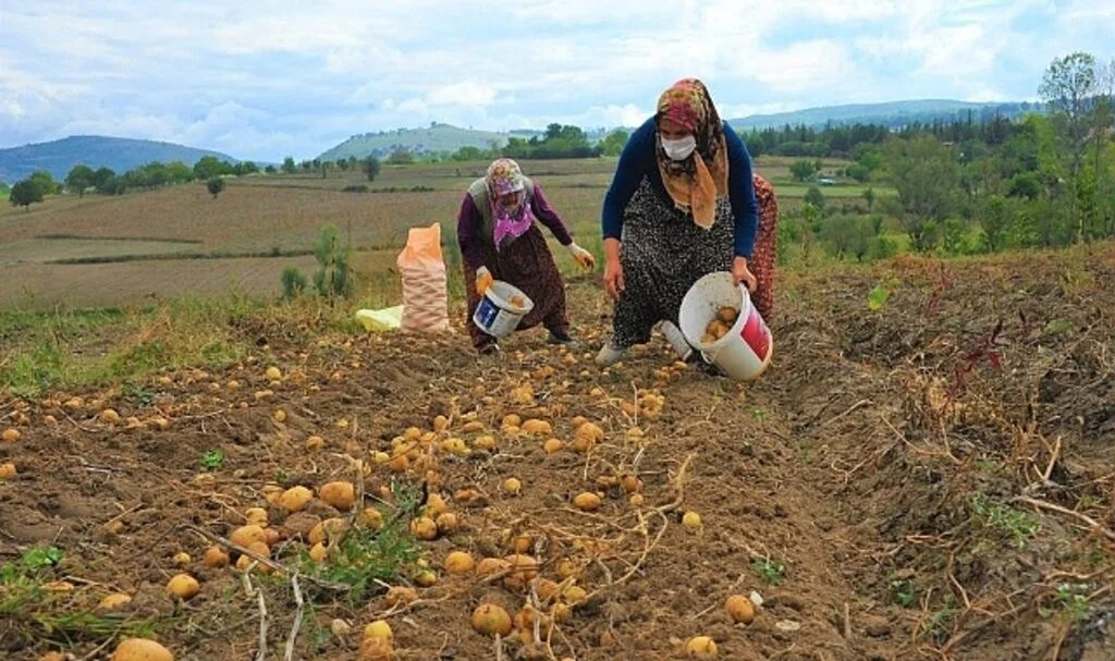 Samsun'da 11 bin 456 çiftçiye fide, fidan ve tohum desteği
