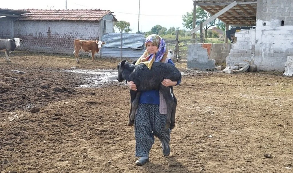 Samsun'da Manda yavruları 'çakal' tehdidi altında