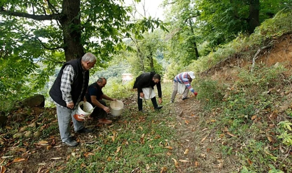 Samsun'da Nebiyan kestanesinde hasat mesaisi başladı