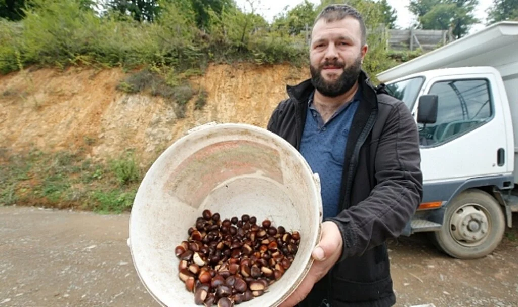 Samsun'da Nebiyan kestanesinde hasat mesaisi başladı 
