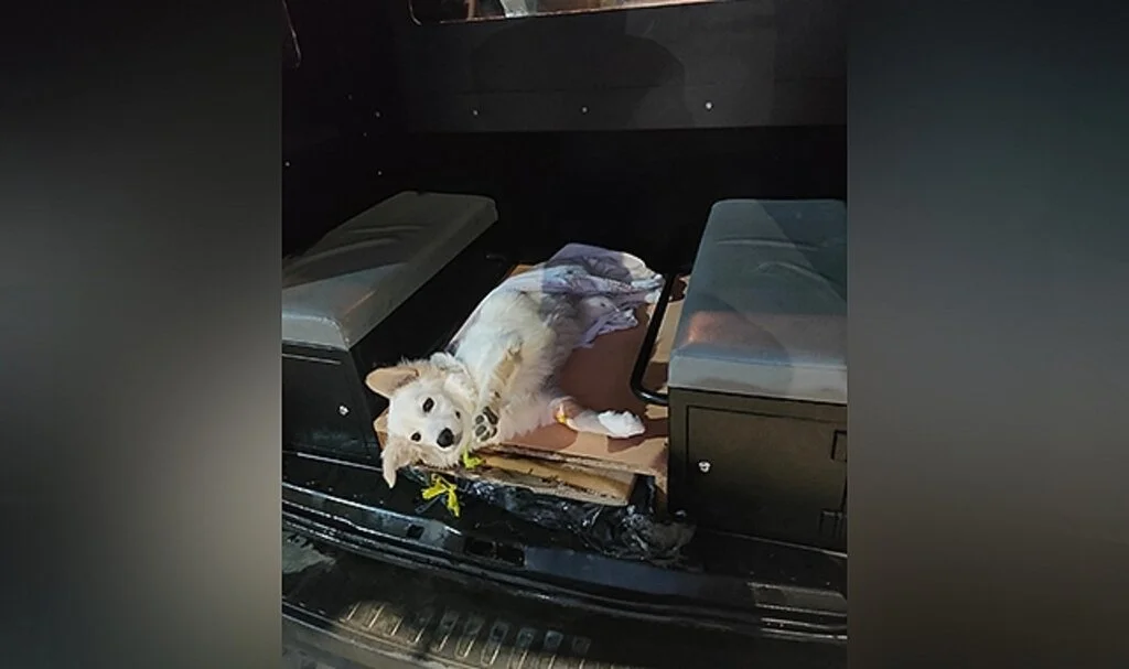 Samsun'da Polis devriye sırasında yaralı bulduğu köpeği tedavi ettirdi