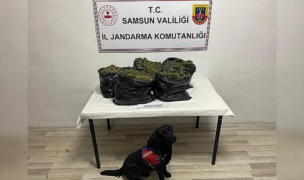 Samsun'da yazlık eve operasyon: 15 kilo kubar esrar ele geçirildi, 2 kişi yakalandı