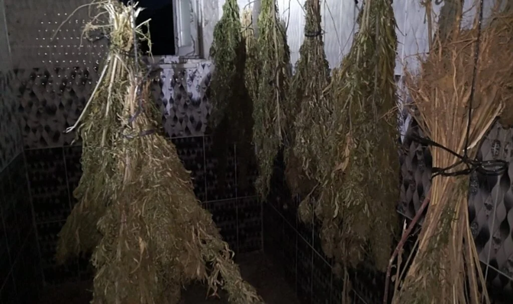 Sinop’ta kurutulmaya bırakılmış 13 kilo esrar ele geçirildi