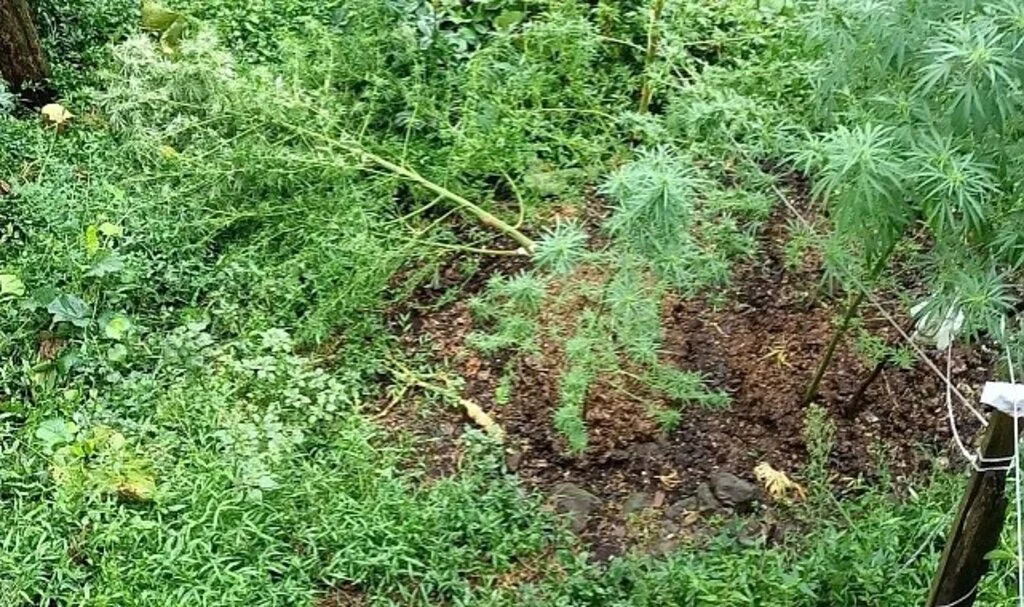 Sosyal medyadan para yakıp uyuşturucu paylaşımı yapan şahıs tutuklandı