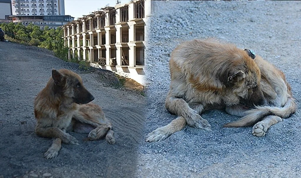 Talihsiz köpeğin başına gelmeyen kalmadı