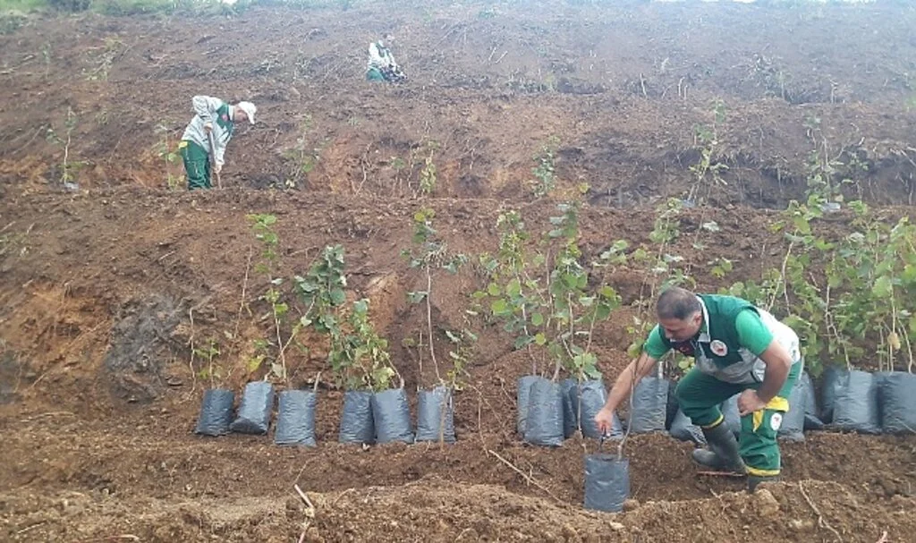 Terme Örnek Fındık Bahçeleri Projesi devam ediyor